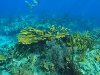 John Pennekamp Coral Reef State Park