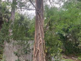 Mitchell Landing Campground — Big Cypress National Preserve