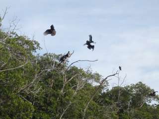 Backcountry Sweetwater Bay Chickee — Everglades National Park