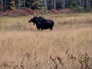 Abol Campground — Aroostook State Park