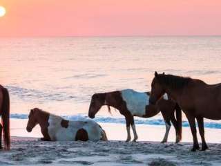 Bayside Assateague Campground — Assateague Island National Seashore