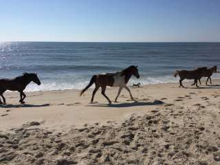 Assateague State Park