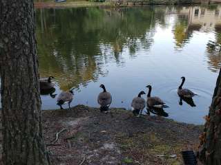 Lake Somerset Campground