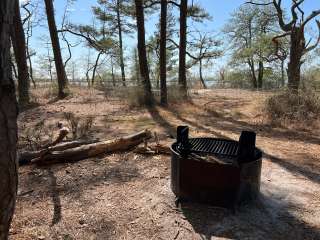 Pine Tree Backcountry Site — Assateague Island National Seashore