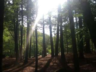 Mohawk Trail State Forest