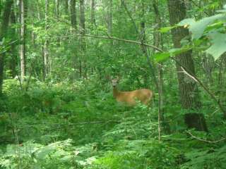 Ogechie Campground — Mille Lacs Kathio State Park