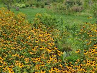 Lily Springs Regenerative Farm