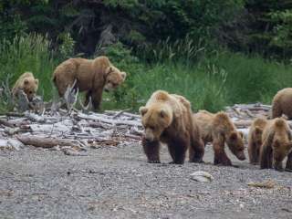 Brooks Camp Campground — Katmai Bay National Park