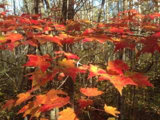 Bear Paw Campground — Itasca State Park