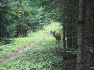 Chase Point Campground — Scenic State Park