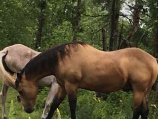 Grant Creek Horse Camp