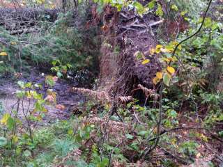 Hartwick Pines State Park