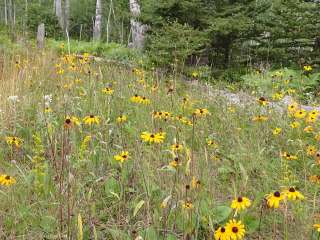 Mccargoe Cove Campground — Isle Royale National Park