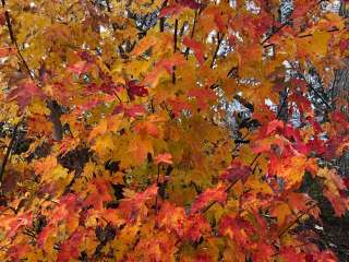 East Star Lake Campground — Northern Highland State Forest