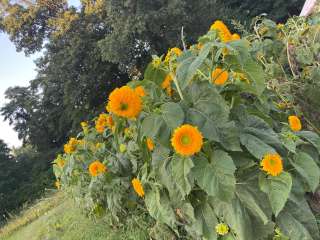 Blooming Bus Farms