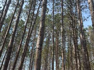 Carrieville State Forest Campground