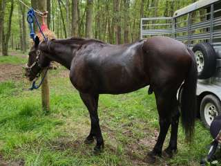 Luzerne Horse Trail Campground & Trailhead