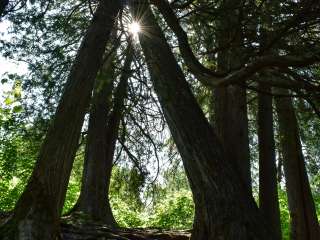 North Cascade River Campsite