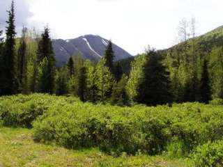 East Creek Cabin