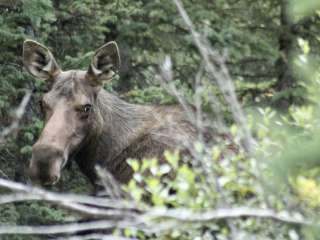 Bighorn National Forest