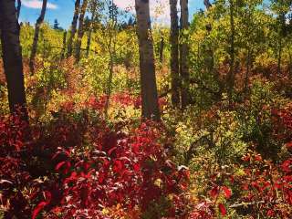 Palisades Campground - Custer Gallatin National Forest