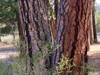 Idlewild Campground - Malheur