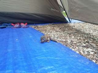 Custer National Forest Parkside Campground