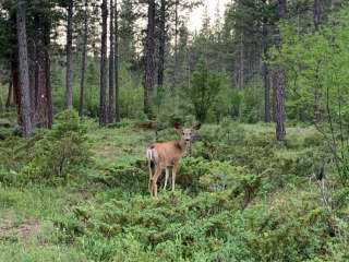 Logging Creek Campground — Glacier National Park