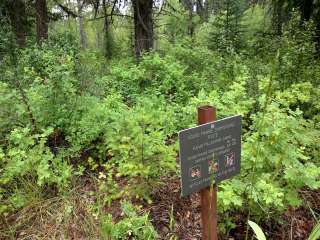 Camp off North Fork Road