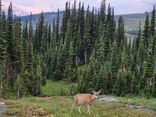 Fifty Mountain Wilderness Campsite — Glacier National Park