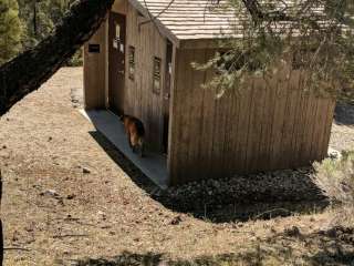 Sheep Camp in Ruby Valley