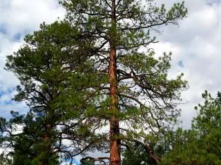 Quaking Aspen Campground