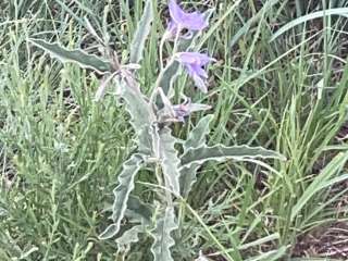 New Cottonwood — Ute Lake State Park