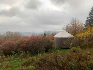 The Blueberry Patch