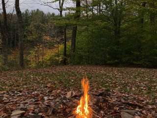 Palmers Pond State Forest 