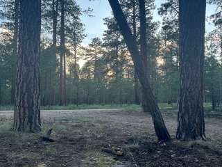 Forest Service Road #200 Dispersed Camping