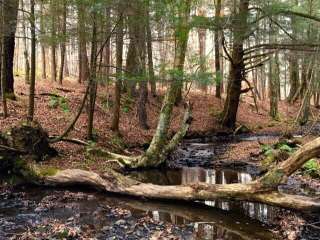 Bucks Brook State Forest Primitive Tent Site