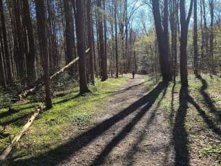 Pharsalia Woods State Forest Dispersed