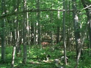 Leonard Harrison State Park — Leonard Harrison State Park