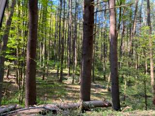 Ole Bull State Park