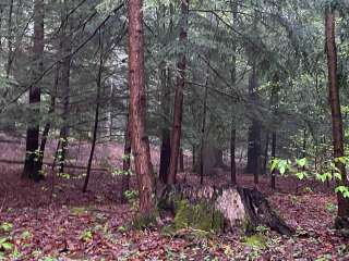 Greenwood Furnace State Park