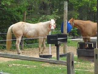 Canebrake Horse Camp