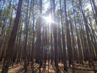 Chalk Banks — Lumber River State Park