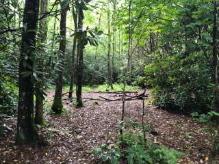 Bearpen Gap Backcountry Site