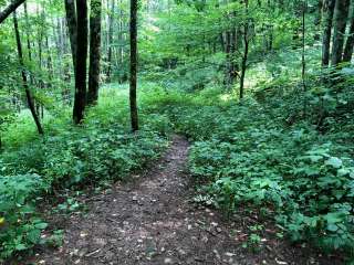 Mooney Gap Backcountry Group Campsite