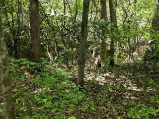 Robbins Branch Trail