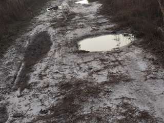 Great Lake Dispersed Site - Croatan National Forest