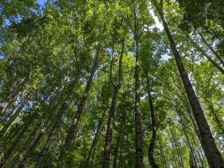 Creeper Trail Campground 