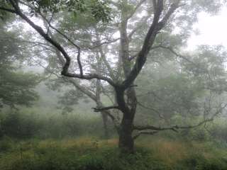 Mollies Ridge Shelter — Great Smoky Mountains National Park