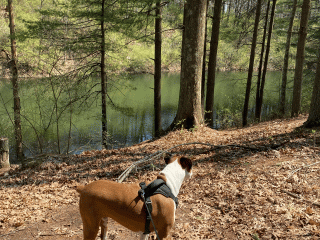 Hanging Rock Recreation Site